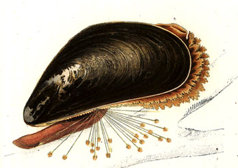 Mytilus edulis, Meyer & Möbius 1872